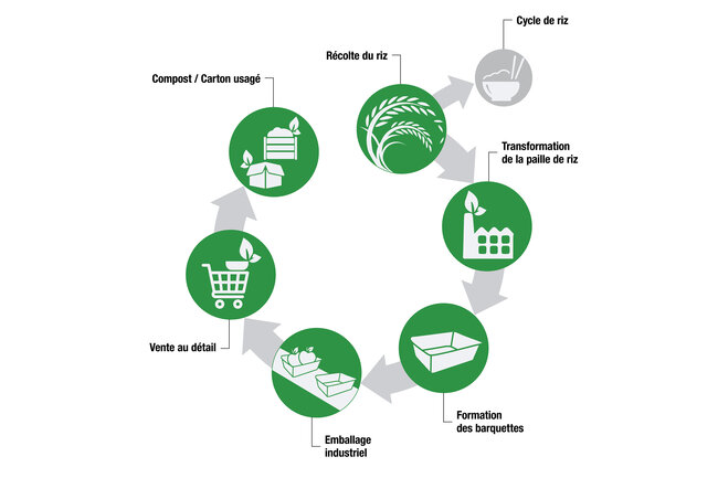 Graphique montrant le cycle de vie de la barquette de paille de riz, de la récolte du riz au compostage. 