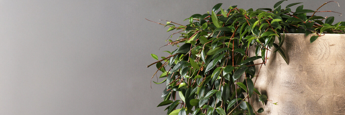 Glänzender goldfarbiger Pflanzentopf mit einer grünen Hängepflanze vor grauem Hintergrund.