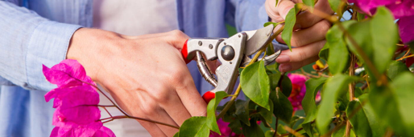 Gartenschere schneidet Zweig ab